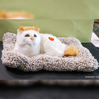 گربه نشسته روبالش صدا دار