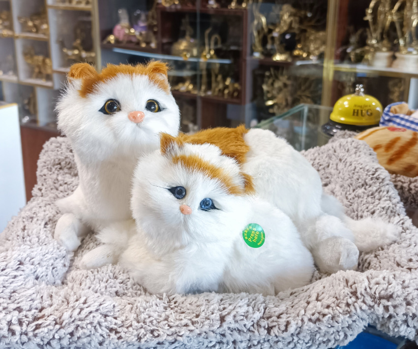 گربه روی تشک 30*30 و ارتفاع 15